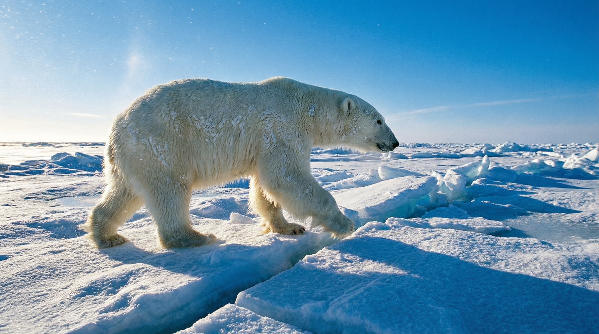 免费看片北极熊视频