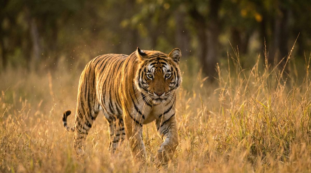 免费看片老虎视频